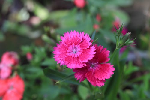 Free Бесплатное стоковое фото с гвоздика, красота природы, цветок Stock Photo