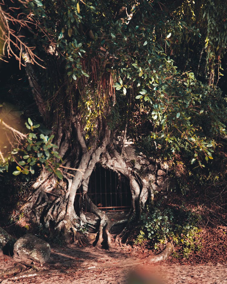 Hollow Tree With Metal Gate