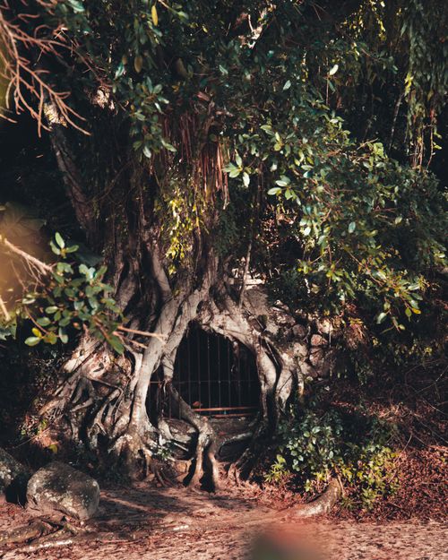 Free Discover a hidden metal gate nestled among ancient tree roots in a lush Rio de Janeiro forest setting. Stock Photo