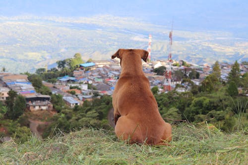 Evcil Hayvan, hayvan içeren Ücretsiz stok fotoğraf