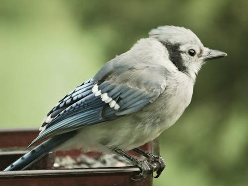 Blue Jay in Close Up Shot