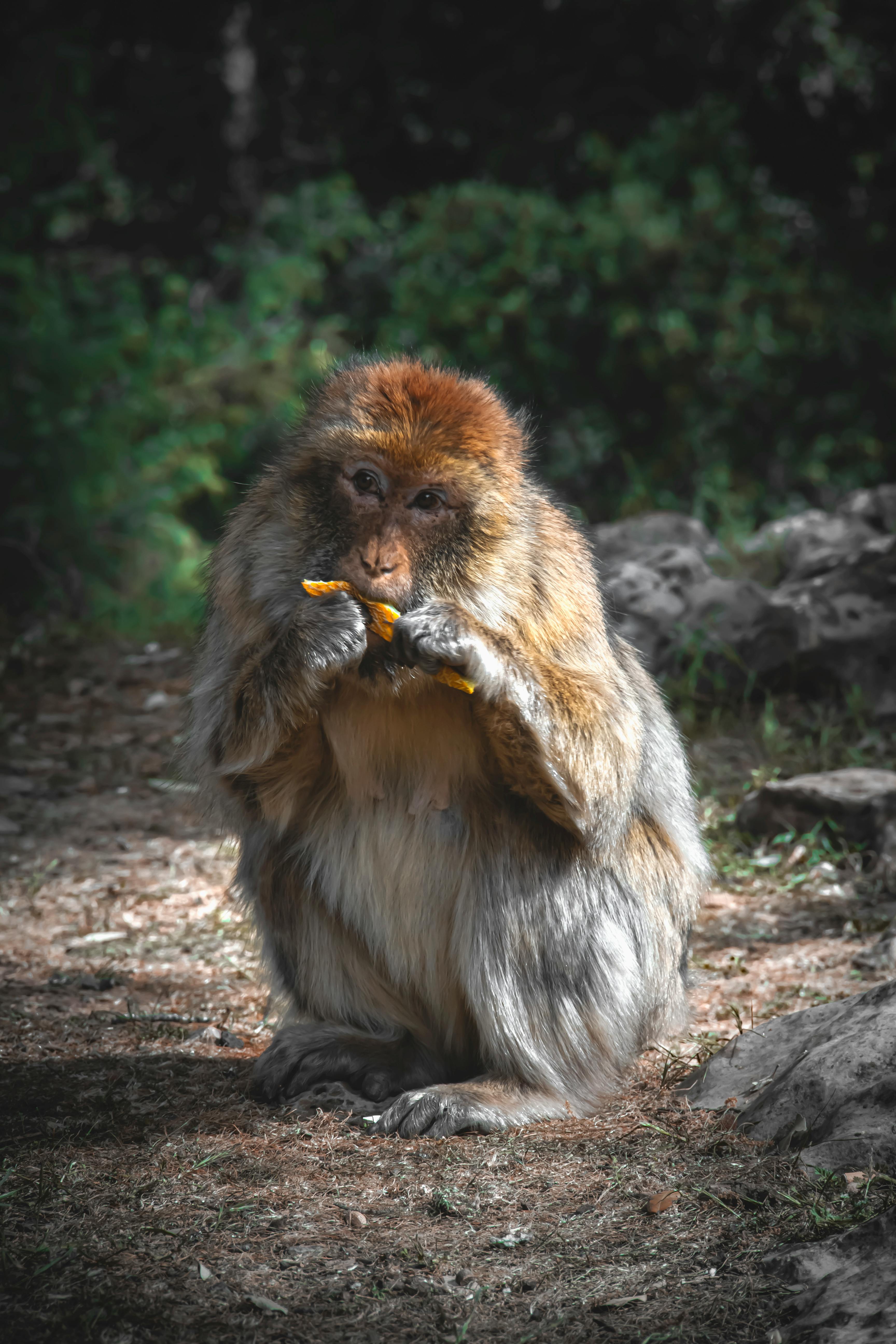 A close up of a monkey sitting on a rock photo – Free Monkeys Image on  Unsplash