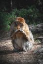 monkey