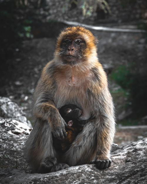 Free A Barbary macaque mother tenderly holds her baby in a natural outdoor setting, showcasing the bonds of wildlife. Stock Photo