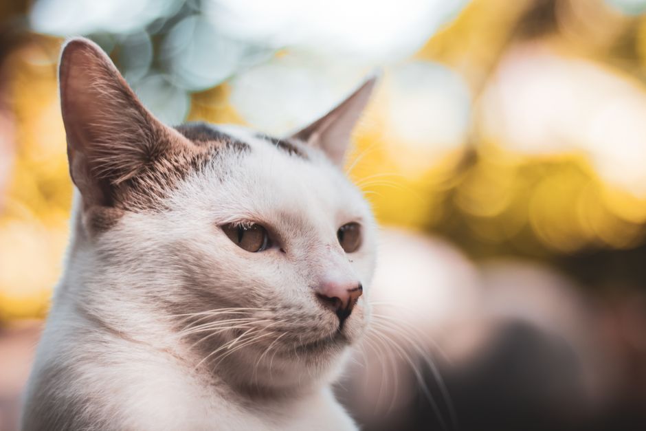 A beautiful close-up of a domestic cat with bokeh background, capturing its curious gaze.