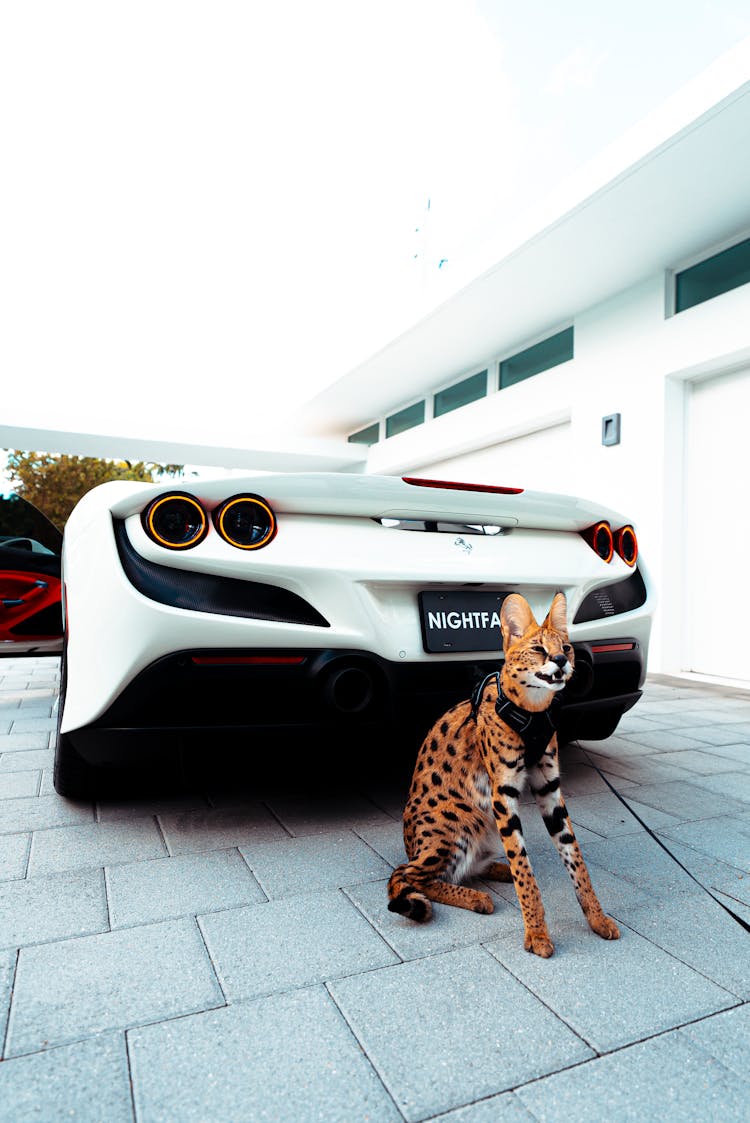 Brown And Black Cat Sitting Beside The White Sportscar