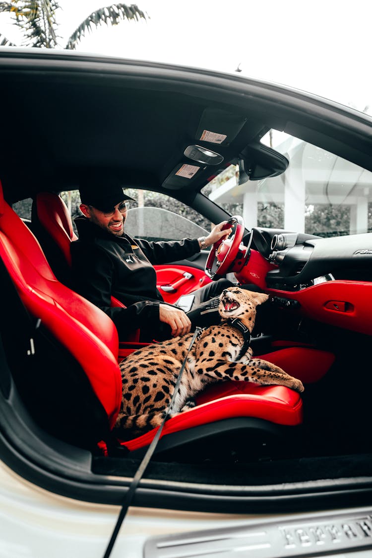 Domesticated Cat Beside A Man In A Car