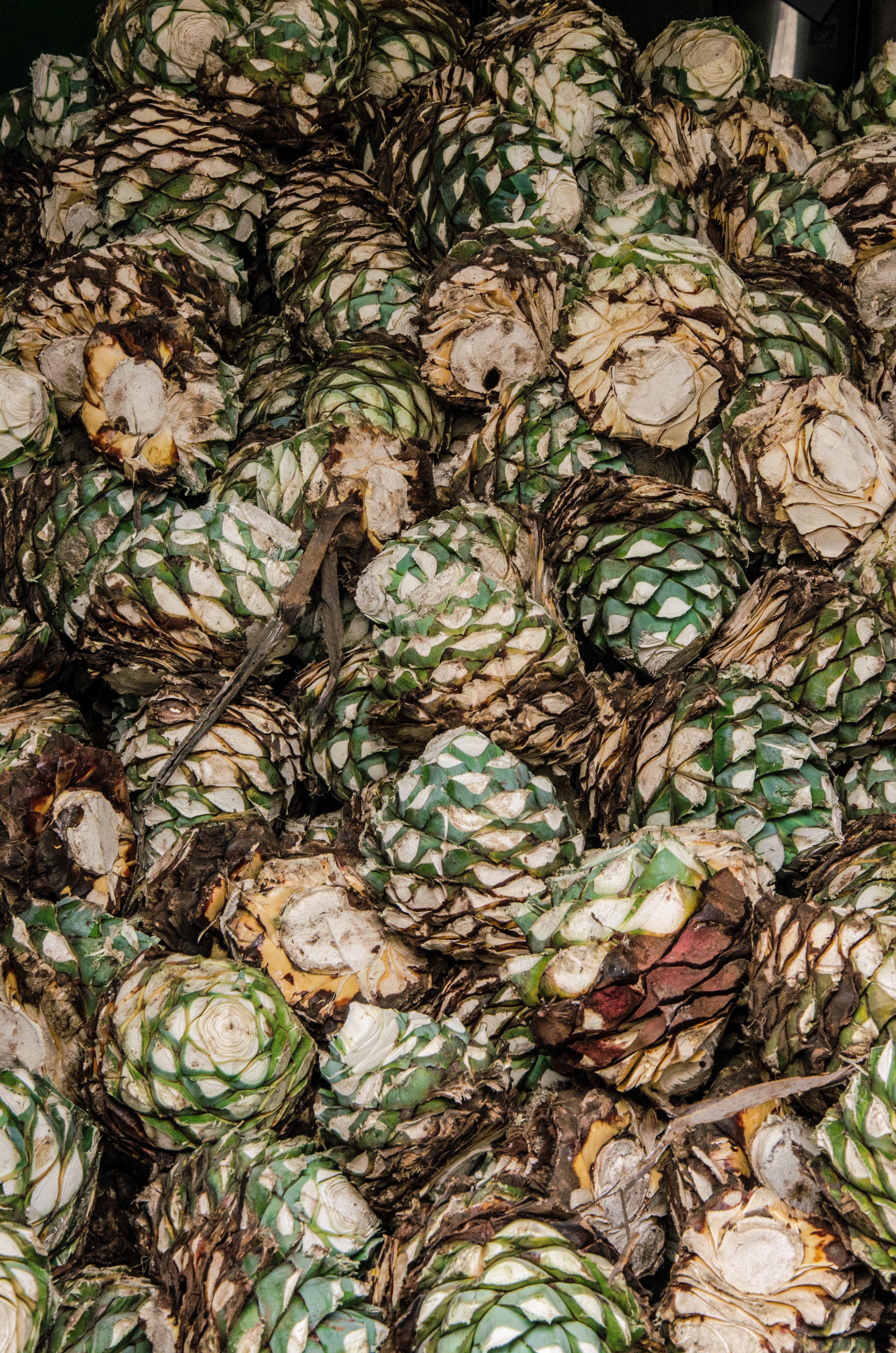 Blue Agave Fruit Pile Close-up  Free Stock Photo