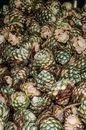 Agaves