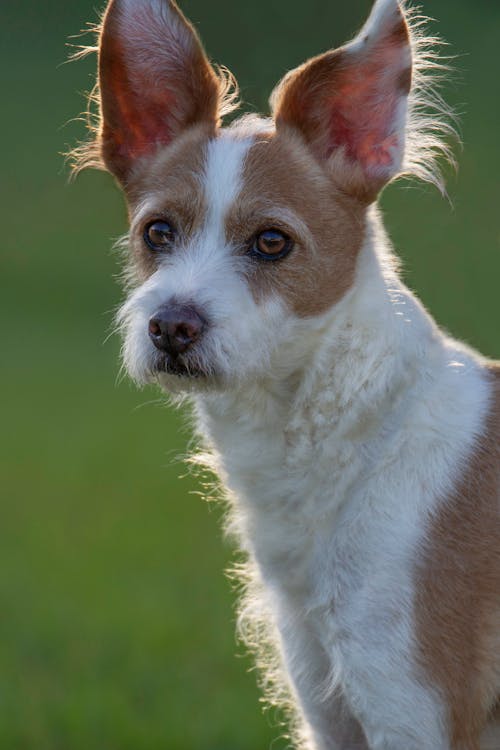 Close Up Photo of Brown and White Dog