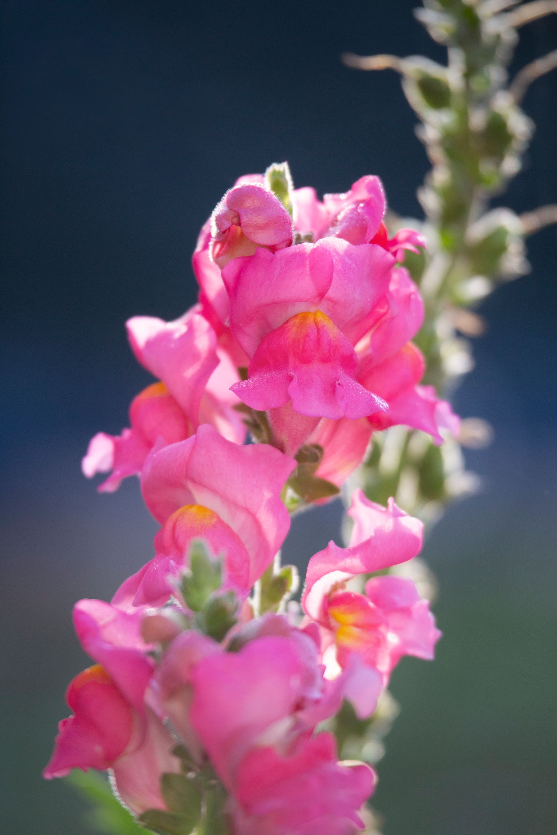 Pink snapdragon flower in close-up Pink snapdragon flower in close-up