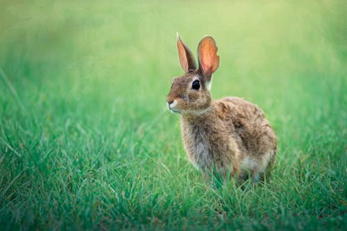 Free Brown Rabbit in the Grass Stock Photo