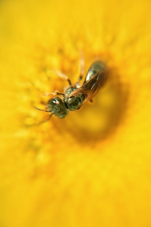 黑黃蜂棲息在黃色花上的宏觀照片