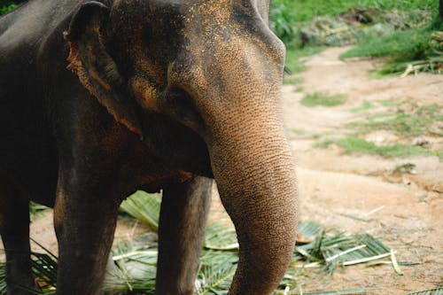 Free Close-up Shot of Elephant  Stock Photo