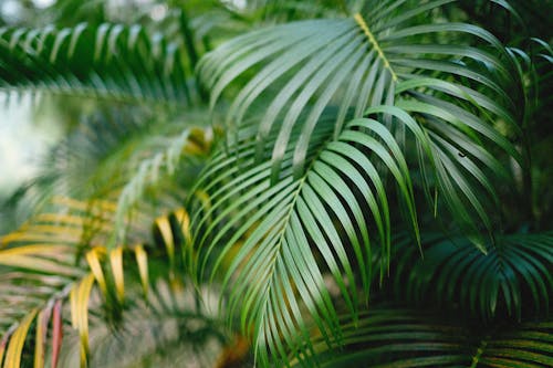 Green Palm Plant in Close-up Shot