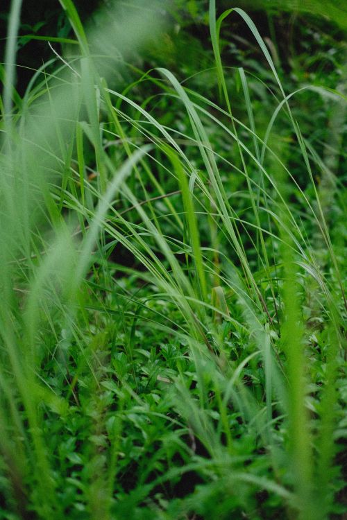 Free A close-up view of a lush green grass field, showcasing nature's vibrant greenery. Stock Photo