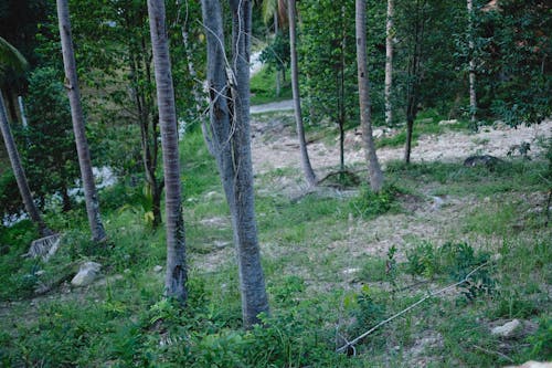 Foto d'estoc gratuïta de a l'aire lliure, arbres, bosc