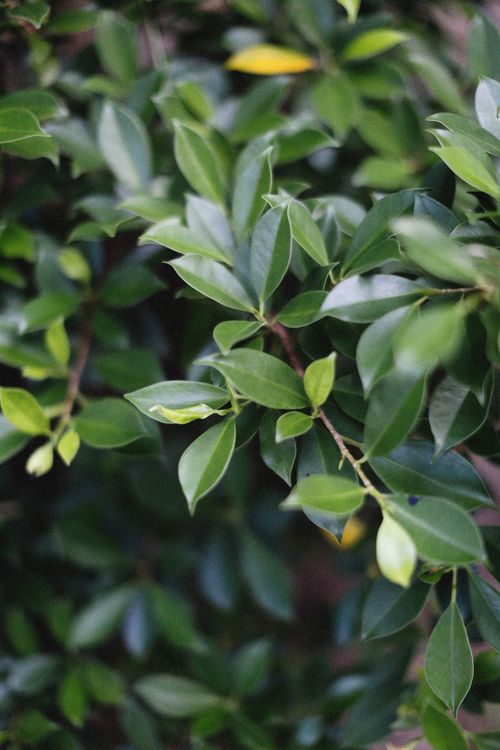 Free Vibrant close-up of lush green leaves, displaying a natural botanical pattern, perfect for nature themes. Stock Photo