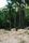 jungle