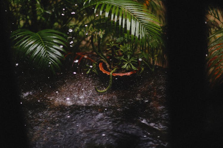 Plant In Pot During Rain