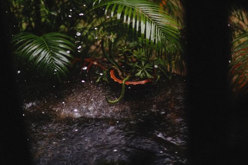 Free Vibrant tropical foliage in a rainforest setting with water droplets creating a serene, natural atmosphere. Stock Photo