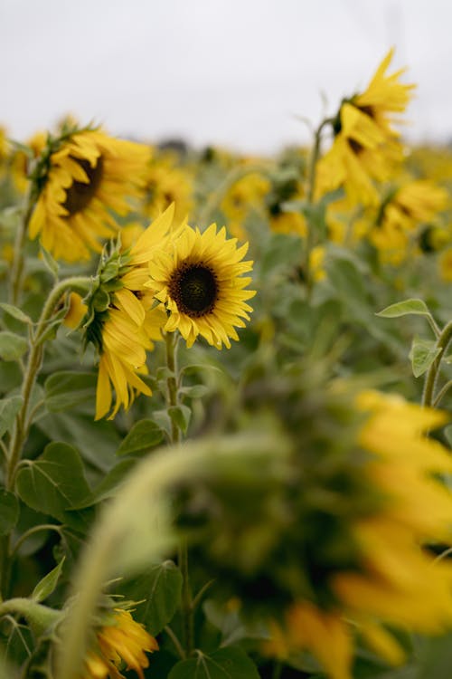 Close-up of a Sunflower Field 