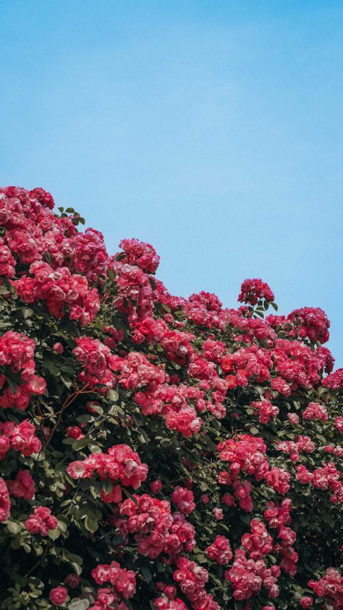 Free A stunning view of vivid pink roses blooming against a bright blue sky, capturing the essence of nature's beauty. Stock Photo