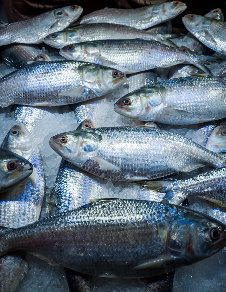 Many Gray Fish On Market 