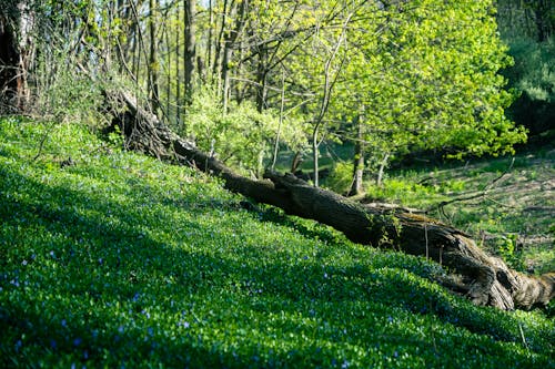 Gratis stockfoto met bomen, boomstam, Bos