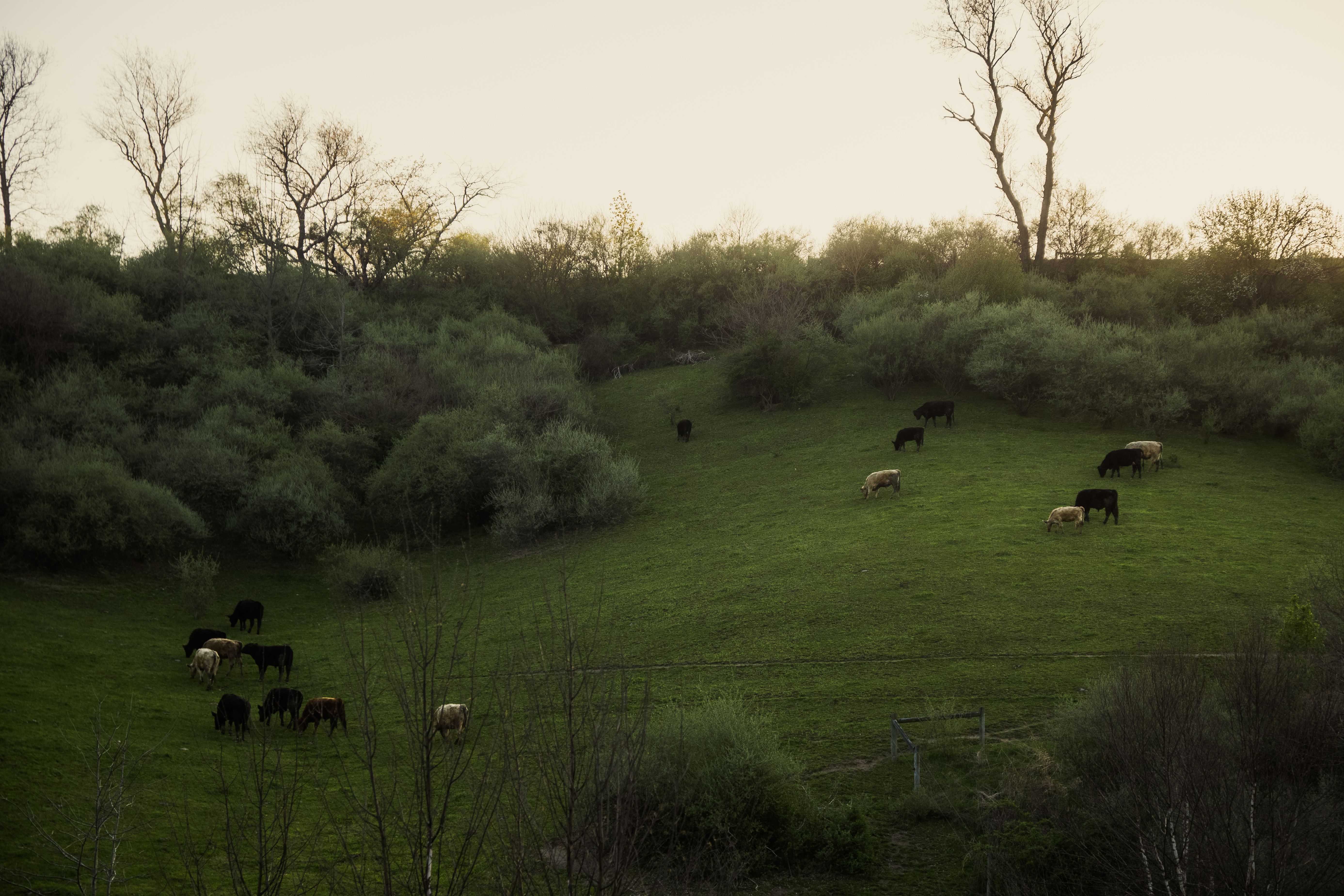 From Pasture to Counter: How We Source Our Meat