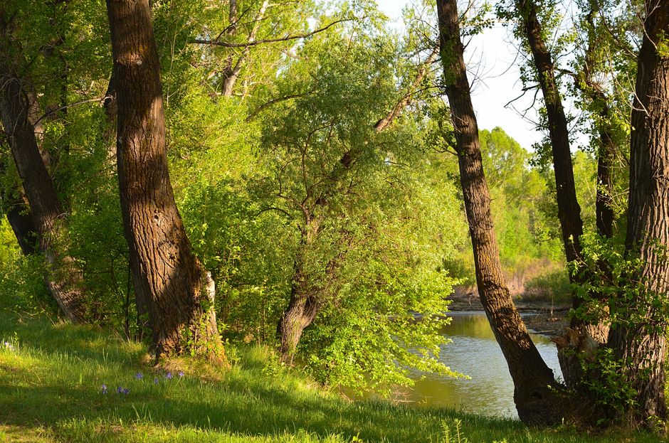 Lush green trees casting shadows by a tranquil river under a sunny sky.