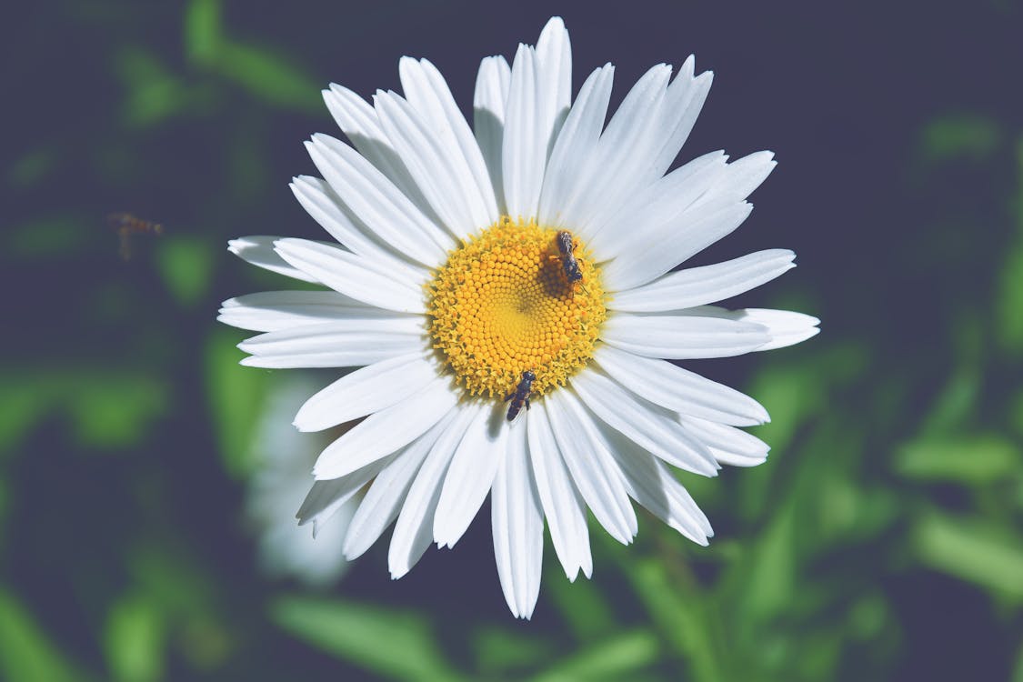免费 两只蜜蜂栖息在白菊花上 素材图片