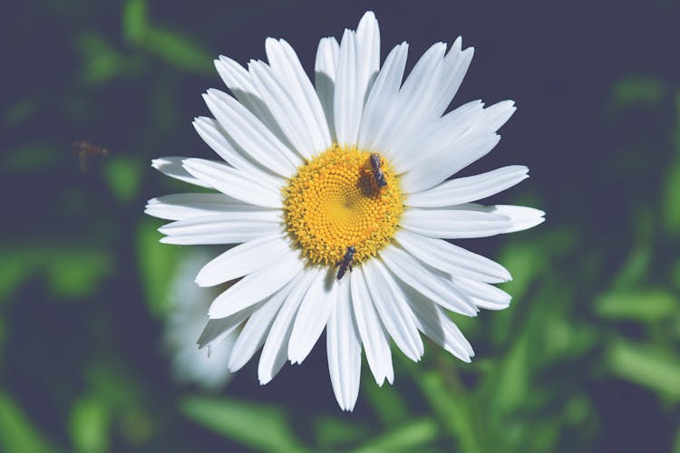 Two Bees Perching On White Daisy Flower