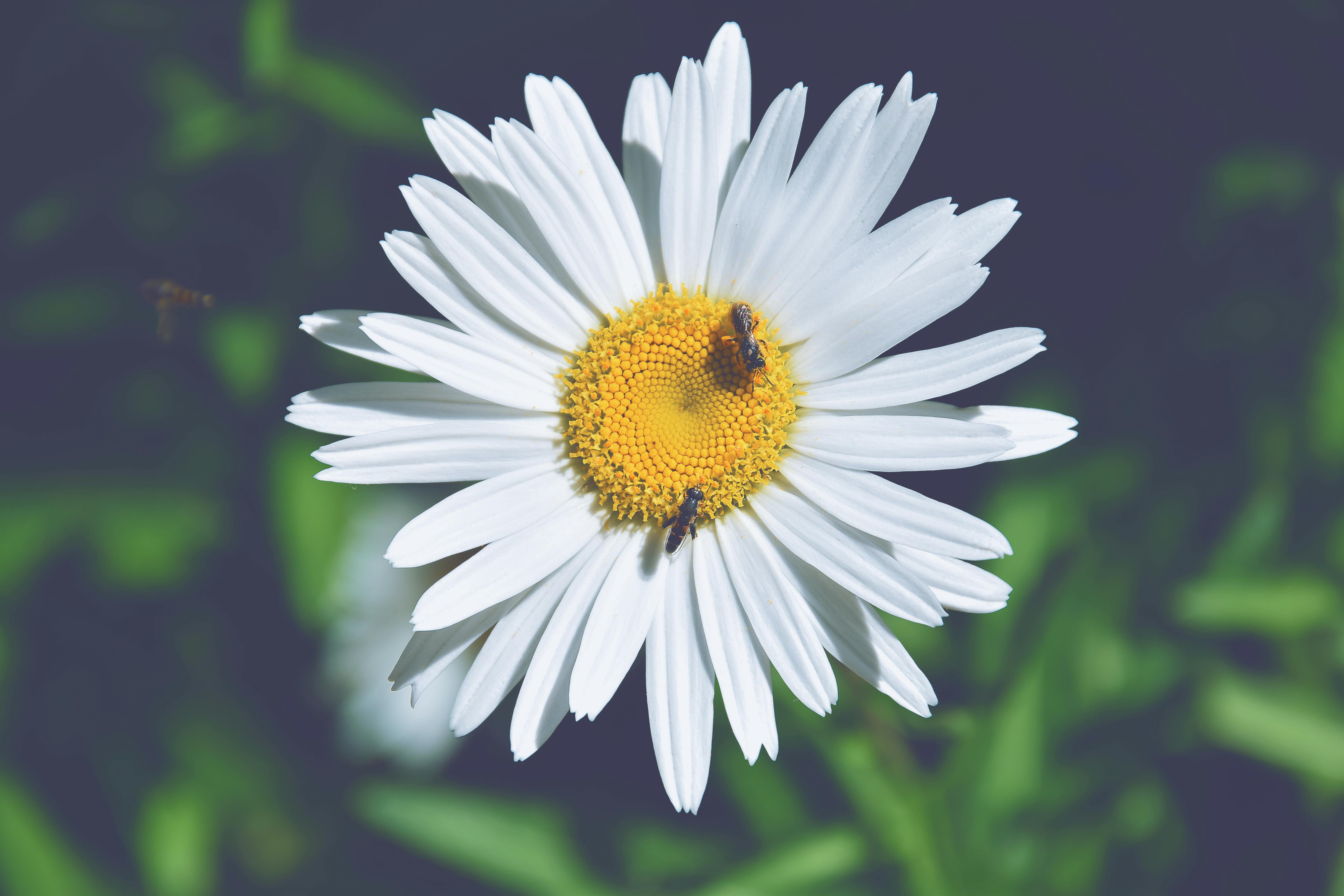 白いデイジーの花にとまる2つの蜂 無料の写真素材