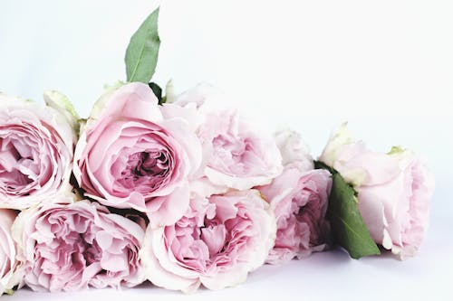 Fotografi Fokus Dangkal Bunga Merah Muda