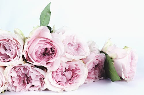 Shallow Focus Photography of Pink Flowers