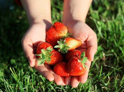 Free Person Holding Red Strawberries on Left Hand Stock Photo