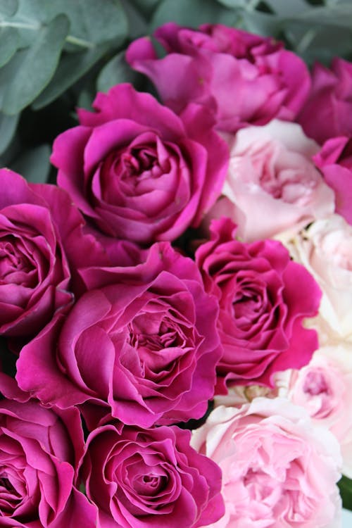 Δωρεάν στοκ φωτογραφιών με blog, ανθίζω, ανθισμένο τριαντάφυλλο