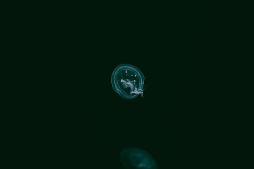 бесплатная Бесплатное стоковое фото с водный, животное, медуза Стоковое фото