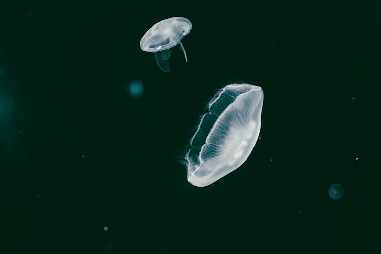 Glowing Jellyfish Underwater