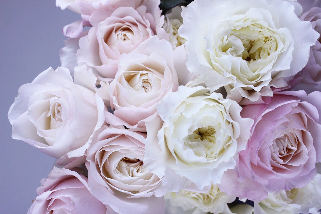 Безкоштовне стокове фото на тему «біла роза, букет, делікатний» стокове фото
