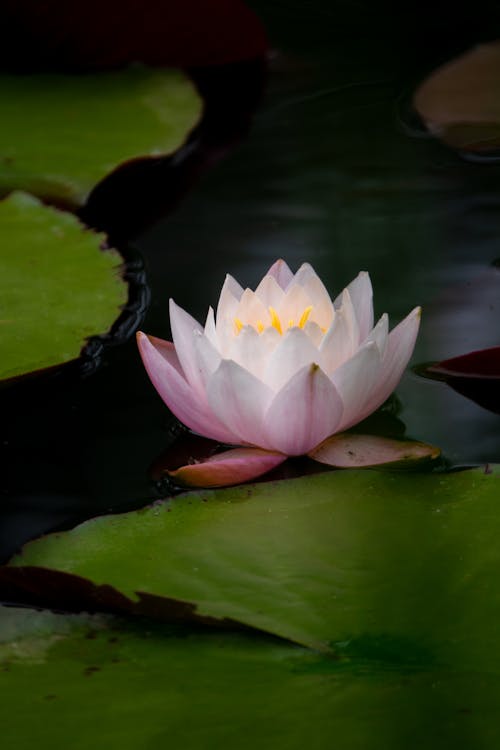 Close Up Photo of Waterlily