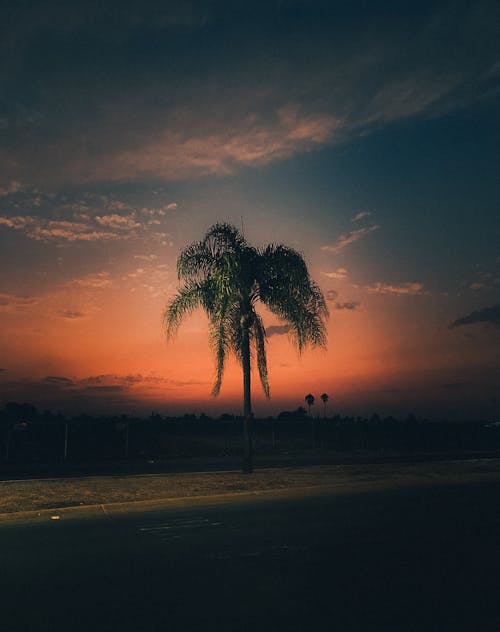 Palm Tree on Grass during Sunset