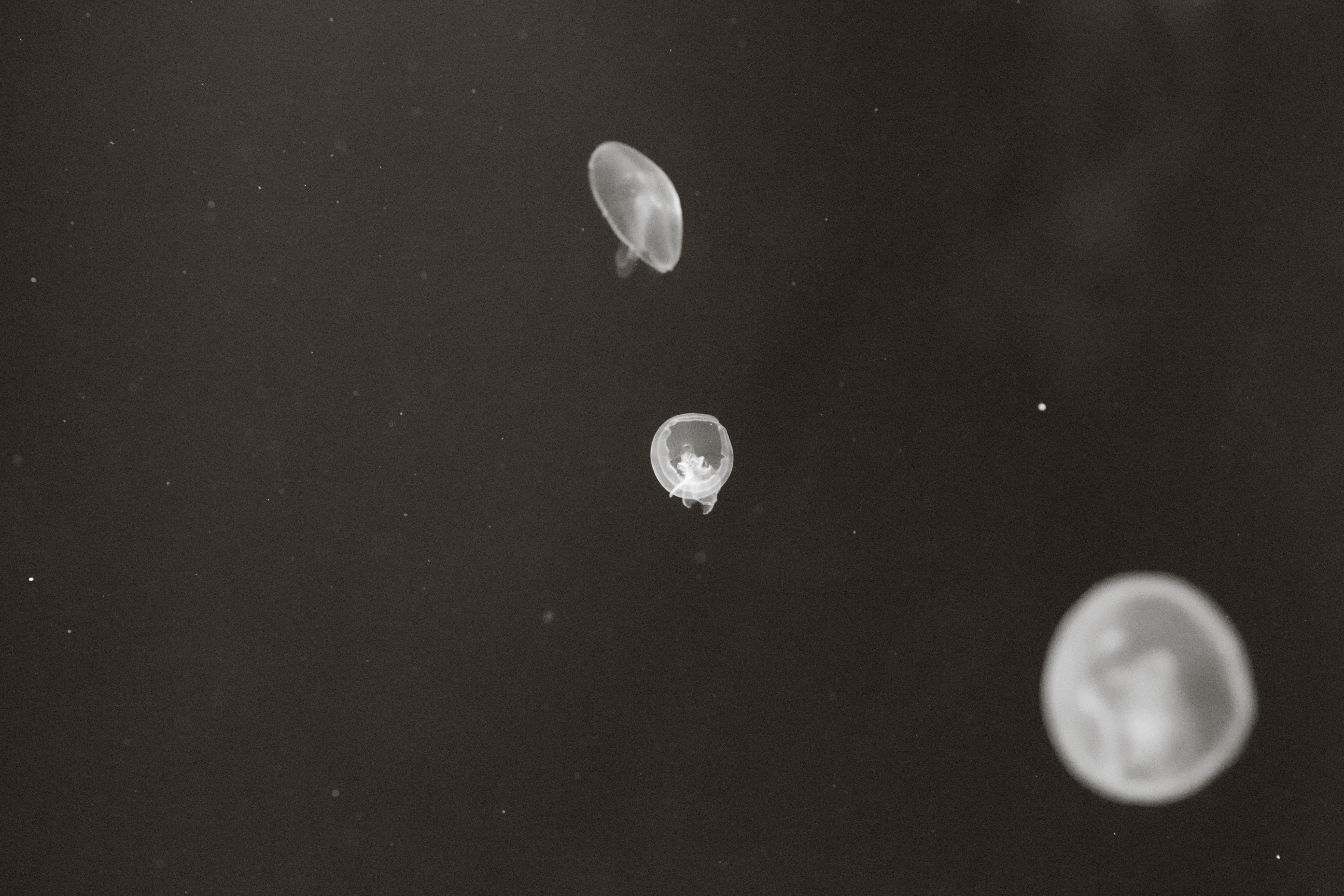 Jellyfish Swimming Underwater Free Stock Photo