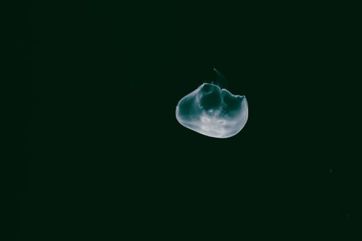Jellyfish Floating in Water