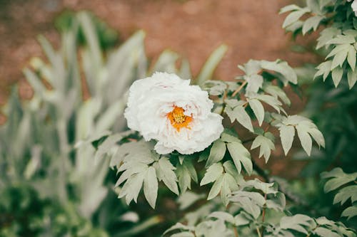 White Flower With Green Leaves