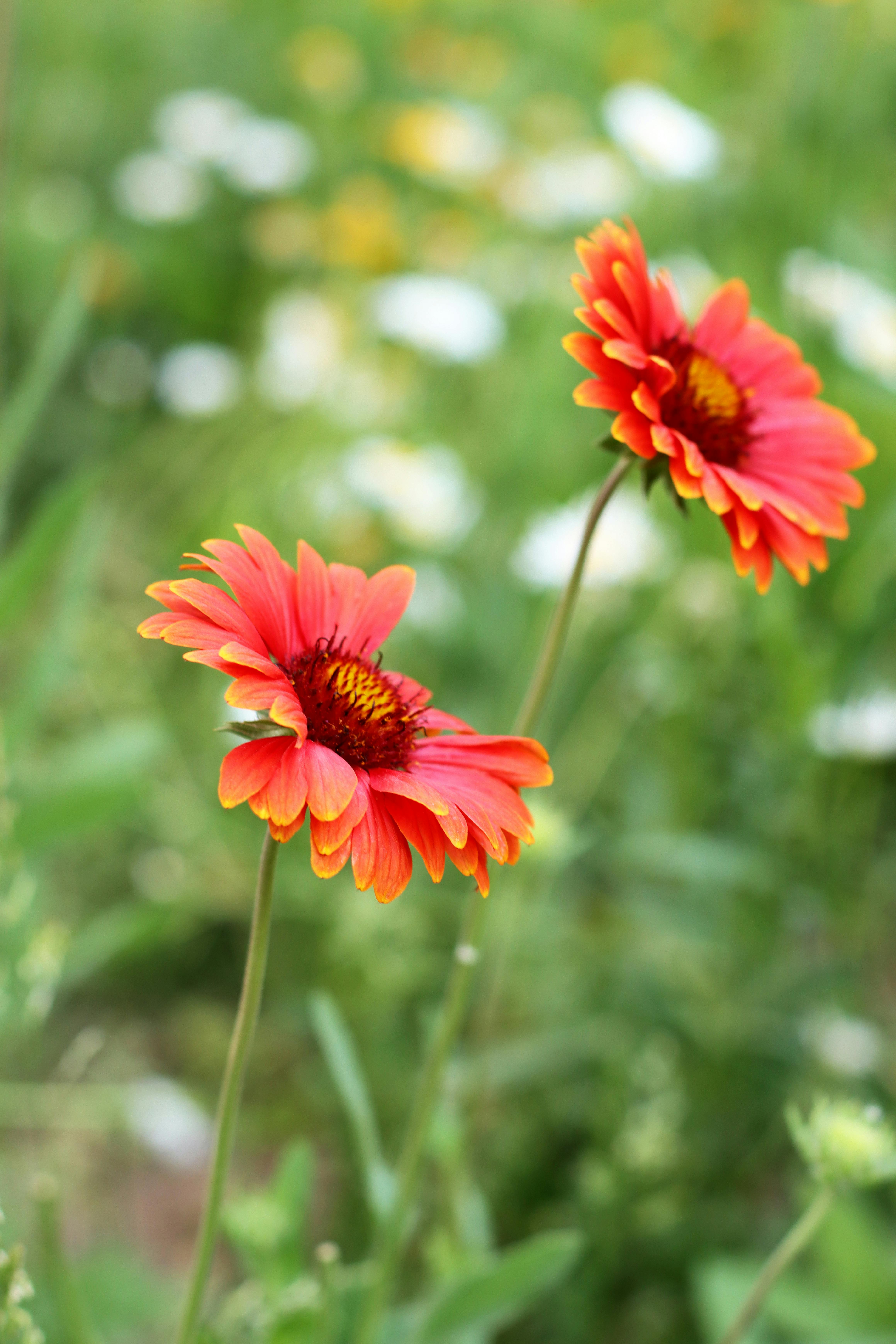 What is the lucky flower for 2022?