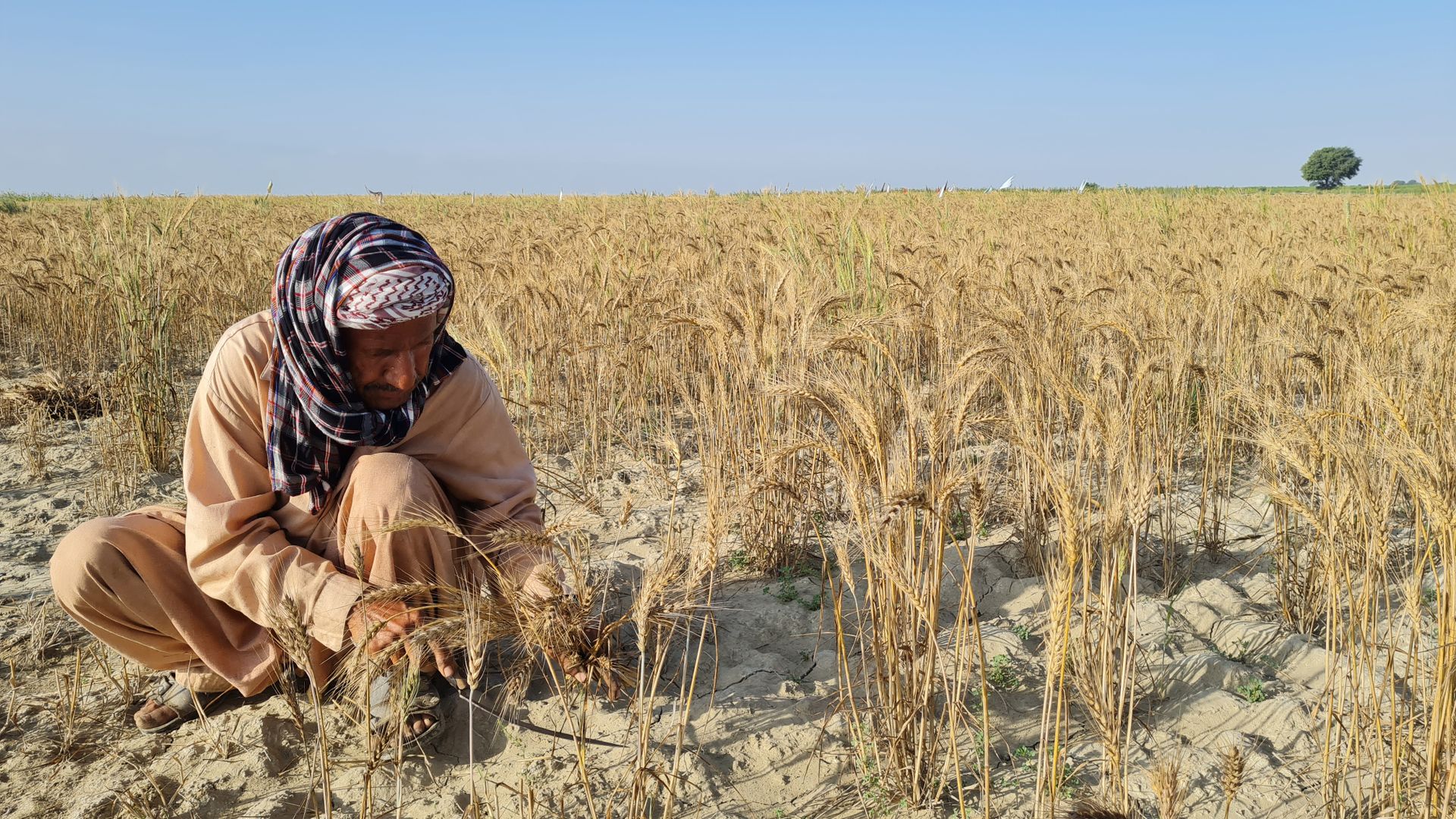 An adult farmer in traditional attire works in a golden wheat field under a clear blue sky.