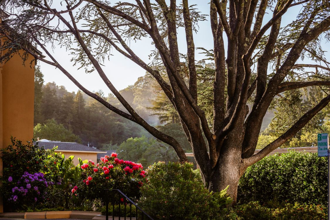 Photo of a Big Tree next to a Building · Free Stock Photo