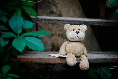 Brown Bear Plush Toy on Wooden Stairs beside Plants